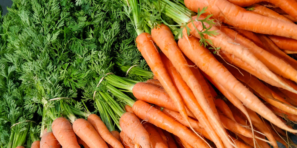 bunches of fresh, orange carrots with leafy green tops held together with rubberbands.