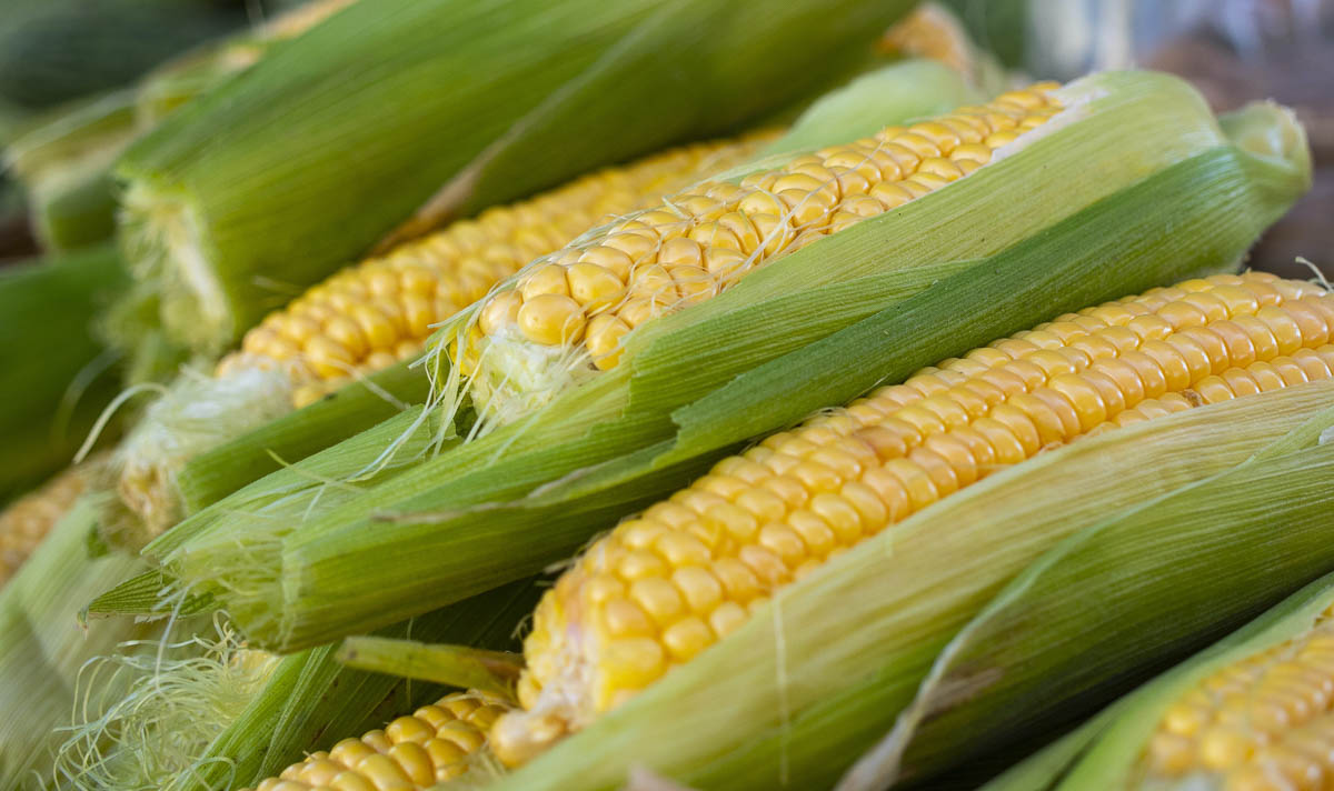 several pieces of corn on the cob still partially wrapped in the husk.