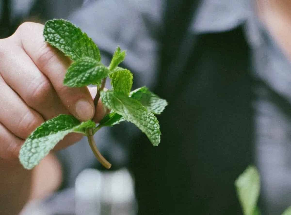 easy to grow fresh herbs when pruned properly