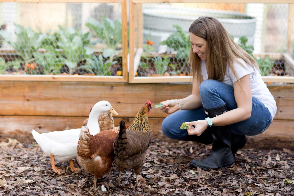 white female in a white t-shirt and jeans kneeling in front of 3 chickens and a duck with leafy greens in her hands to feed them.